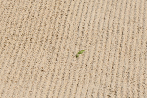 Muirfield Village Bunker Leaf