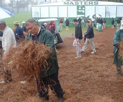 Pine Straw