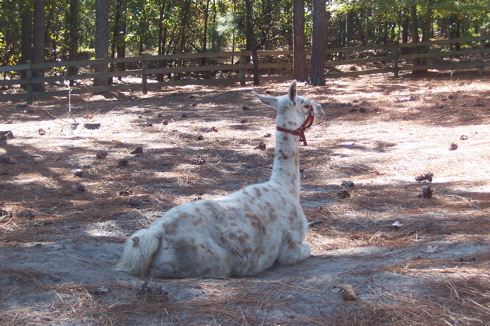 Llama