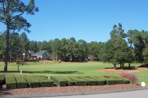 Pine Needles