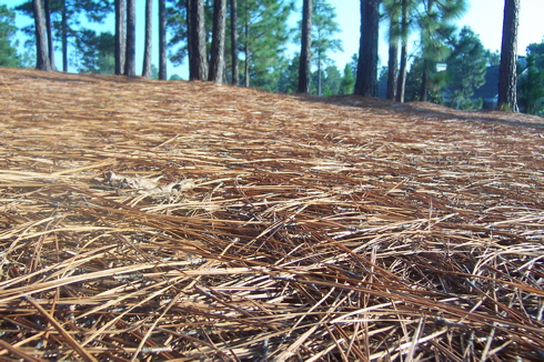 Pine Straw