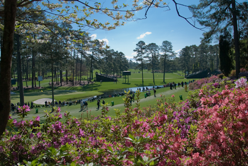 Azaleas