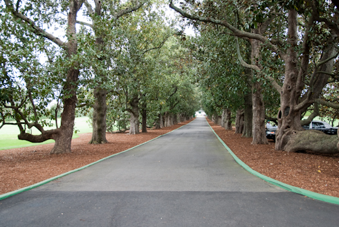 Magnolia Lane
