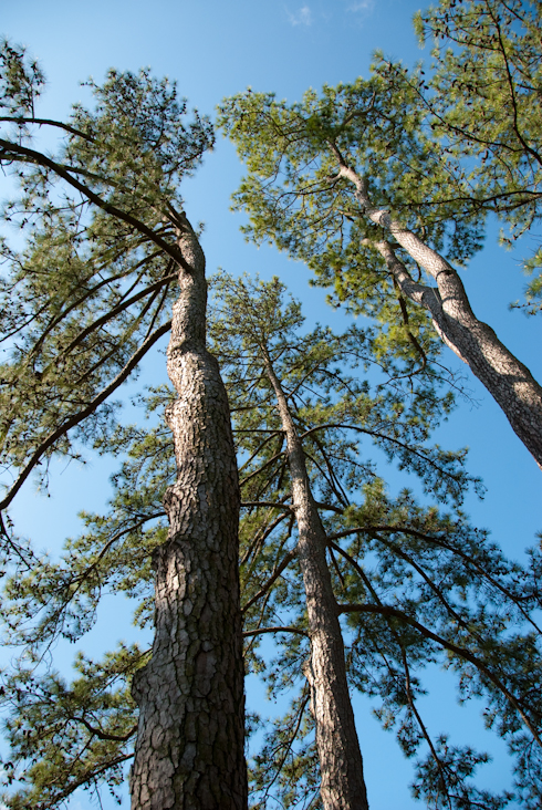 Tall Pines