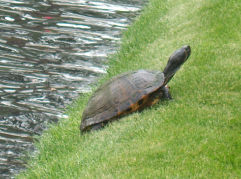 Bold turtle