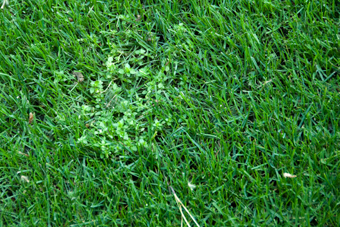 Weed at Augusta National