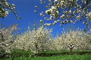 Spring Blossoms