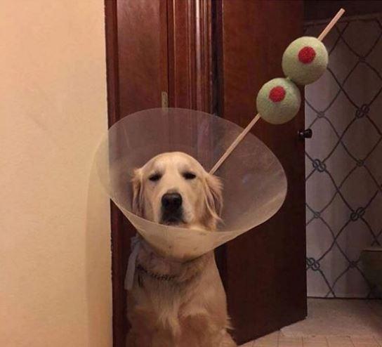 Dog martini.JPG