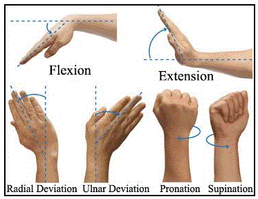 large.Wrist-Movement-Pic.gif.6c423310fde5682aacf6a7f5097c0e5b.gif