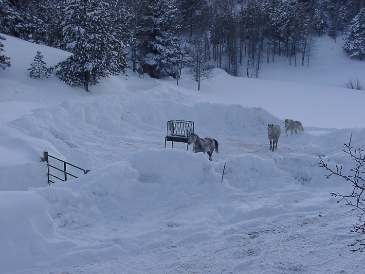 PC210012.thumb.JPG.01a3302835a10a0eac11d