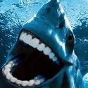 Shark9
