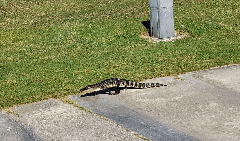 Alligator visiting.JPG