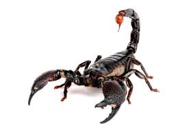 scorpion12